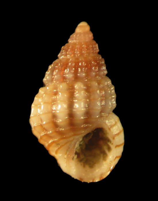 Alvania lineata